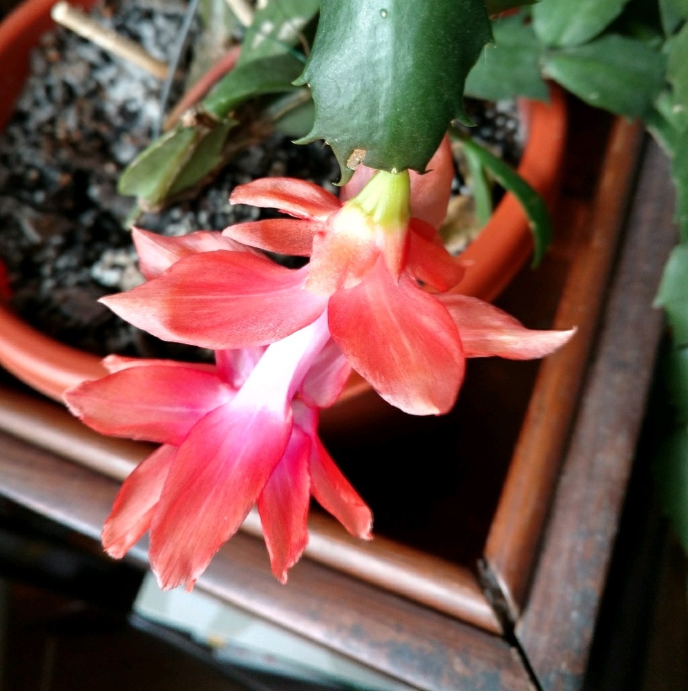 Meet your Posher, Sueann